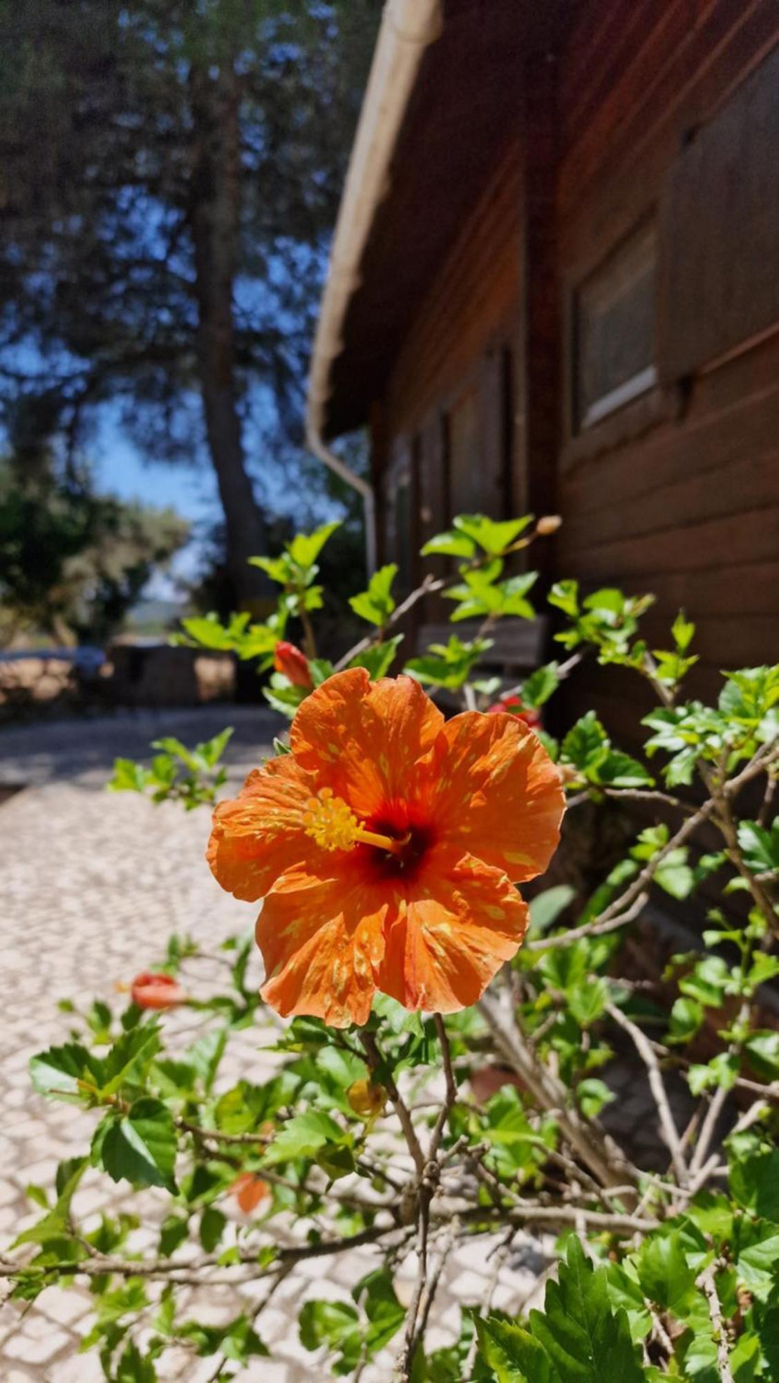 Chalet Villa Mosquito Silves Exterior photo
